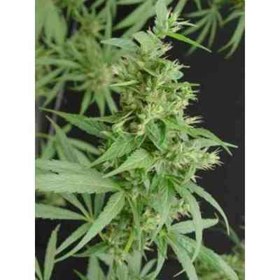 Neville\'s Haze graines > Mr. Nice | Graines Normal  |  Sativa