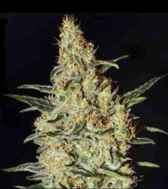 Neville\'s Haze > Green House Seed Company | Feminisierte Hanfsamen  |  Sativa