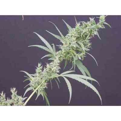 Neville\'s Haze x Mango Seed > Mr. Nice | Regular Marijuana   |  Sativa