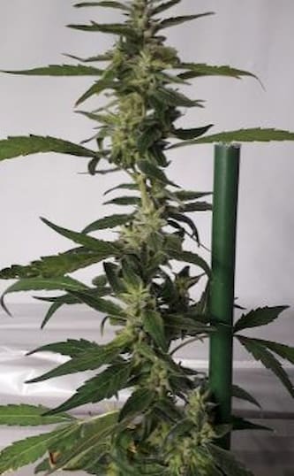 Nueva Caledonia II > ACE Seeds | Regular Marijuana   |  Hybrid