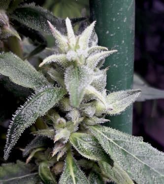Nueva Caledonia II > ACE Seeds | Regular Marijuana   |  Hybrid