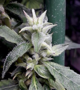 Nueva Caledonia II > ACE Seeds | Graines Normal  |  Hybride