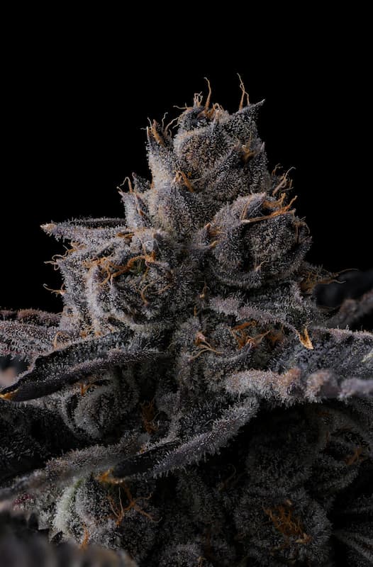 New Money Samen > Compound Genetcis Seeds | Feminisierte Hanfsamen  |  Indica