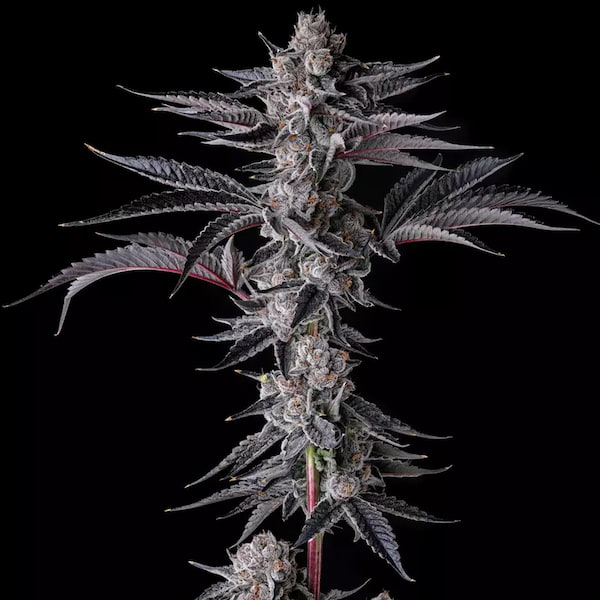 New Money Samen > Compound Genetcis Seeds | Feminisierte Hanfsamen  |  Indica
