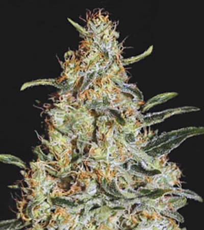 New\'s Haze > Bulk Seed Bank | Graines Féminisées  |  Sativa