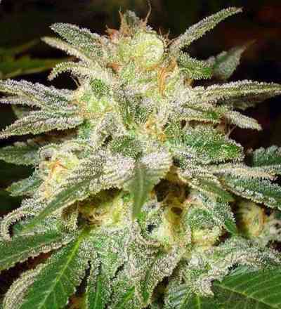 New York 47 > World of Seeds | Feminized Marijuana   |  hybrid