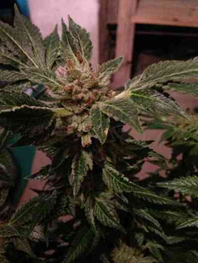 New York 47 > World of Seeds | Feminized Marijuana   |  hybrid