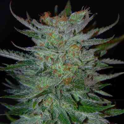 New York 47 > World of Seeds | Feminized Marijuana   |  hybrid