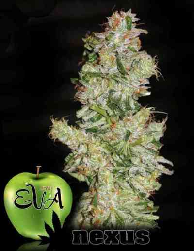 Nexus Seed > Eva Female Seeds | Feminized Marijuana   |  Sativa