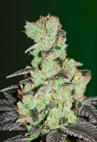 NHL Diesel > Victory Seeds | Feminized Marijuana   |  Sativa