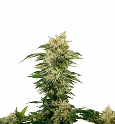 Nicole > Linda Seeds | Feminized Marijuana   |  Indica