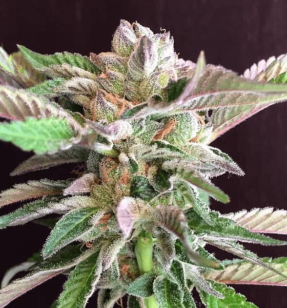 Night on Earth Seed > Mamiko Seeds | Feminized Cannabis   |  Indica