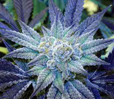 Night Terror OG > Rare Dankness Seeds | Graines Normal  |  Indica