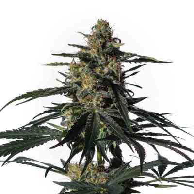 Nightingale > Medical Marijuana Genetics | Feminisierte Hanfsamen  |  Indica