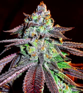 9lb Hammer > Jinxproof Genetics | Regular Cannabis   |  Indica