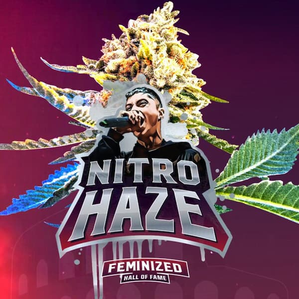 Nitro Haze Samen > BSF Seeds | Feminisierte Hanfsamen  |  Sativa
