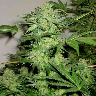 NL Automatic > G13 Labs | Graines auto  |  Indica
