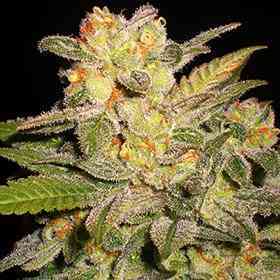 NL Automatic > G13 Labs |