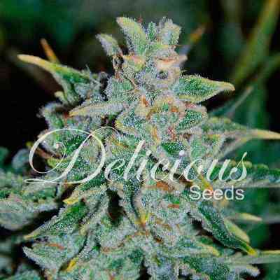 Northern Light Blue > Delicious Seeds | Feminized Marijuana   |  Indica