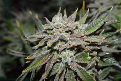 Nomad graines > Jinxproof Genetics | Graines Normal  |  Indica