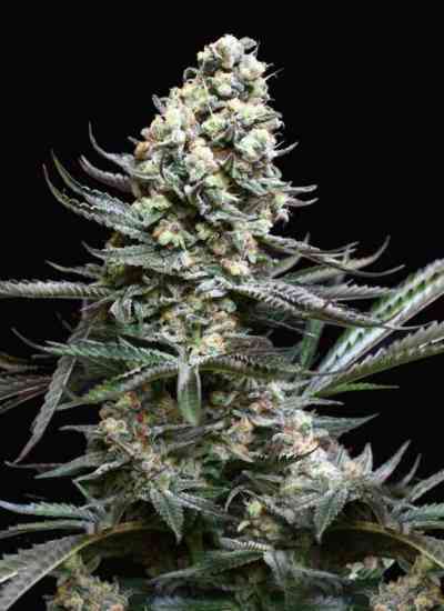 Nordes > Absolute Cannabis Seeds | Feminized Marijuana   |  Indica