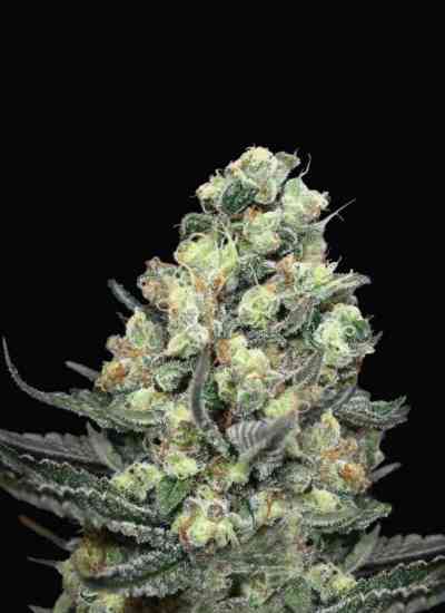 Nordes > Absolute Cannabis Seeds | Feminized Cannabis   |  Indica