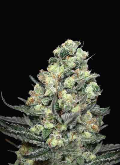 Nordes > Absolute Cannabis Seeds | Feminized Marijuana   |  Indica