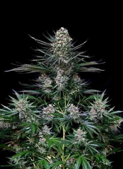 Nordes > Absolute Cannabis Seeds | Feminized Marijuana   |  Indica