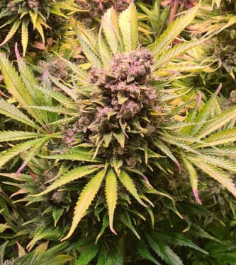 North Thunderfuck Automatic > Royal Queen Seeds | Autoflowering Cannabis   |  Hybrid