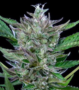 North Thunderfuck Automatic > Royal Queen Seeds | Semillas autoflorecientes  |  Híbrido