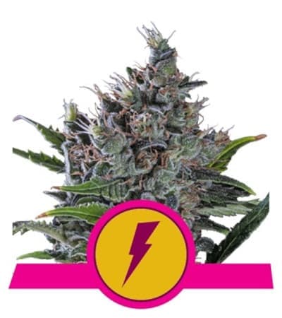 North Thunderfuck > Royal Queen Seeds | Feminized Marijuana   |  hybrid