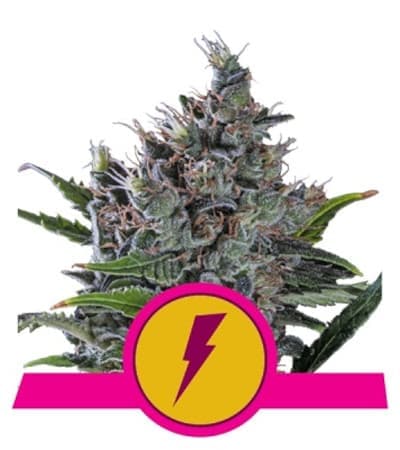 North Thunderfuck > Royal Queen Seeds | Feminisierte Hanfsamen  |  Hybrid