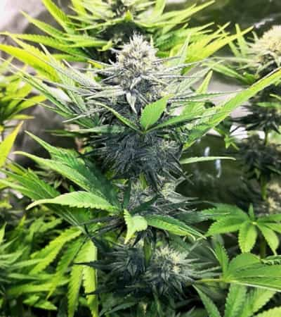 North Thunderfuck > Royal Queen Seeds | Feminisierte Hanfsamen  |  Hybrid