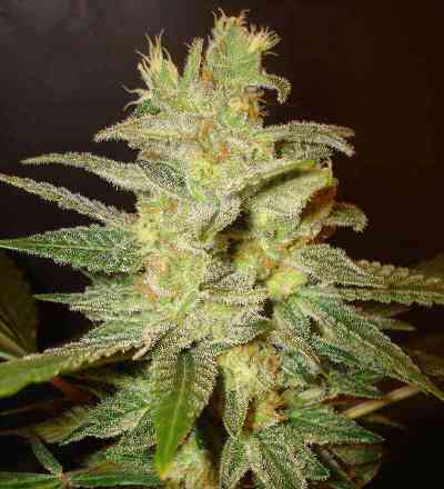 Northern Light x Big Bud > World of Seeds | Feminized Marijuana   |  Indica