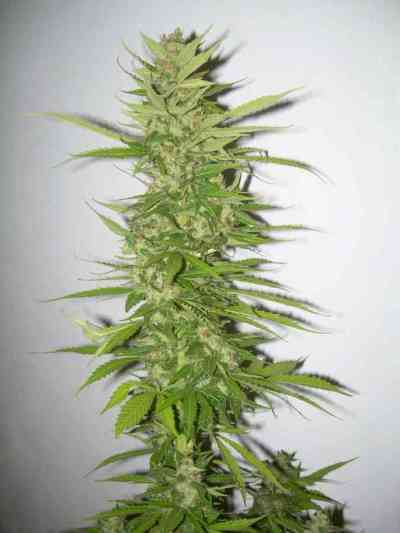 Northern Light x Big Bud > World of Seeds | Feminized Marijuana   |  Indica