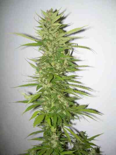 Northern Light x Big Bud > World of Seeds | Feminisierte Hanfsamen  |  Indica