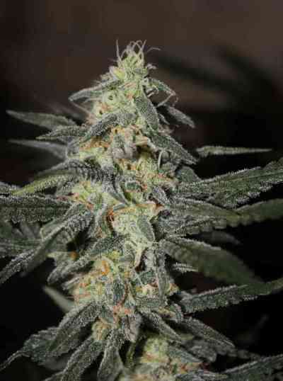 Northern Light x Big Bud > World of Seeds | Feminized Marijuana   |  Indica