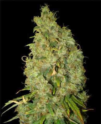 Northern Light x Skunk > World of Seeds | Feminized Marijuana   |  Indica