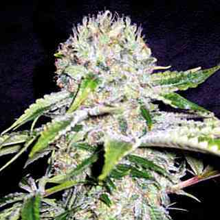 Northern Automatic > Blim Burn Seeds | Graines Autofloraison  |  Indica