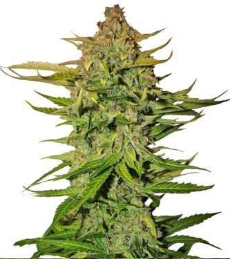 Auto Northern Express > Fast Buds Company | Graines Autofloraison  |  Hybride