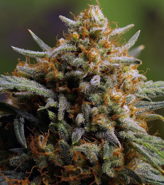 Auto Northern Express > Fast Buds Company | Graines Autofloraison  |  Hybride