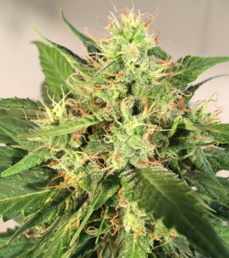 Auto Northern Express > Fast Buds Company | Autoflowering Cannabis   |  Hybrid