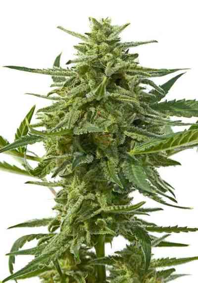 Northern Haze Express > Positronics | Autoflowering Cannabis   |  Sativa