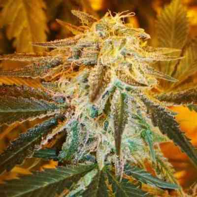 Northern Light Automatic > Nirvana | Graines auto  |  Indica