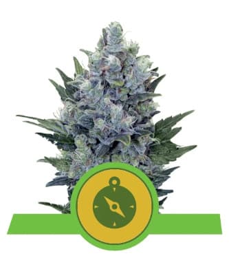 Northern Light Automatic > Royal Queen Seeds | Semillas autoflorecientes  |  Índica