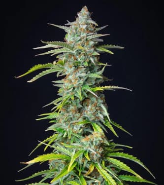 Northern Light Automatic > Royal Queen Seeds | Autoflowering Cannabis   |  Indica