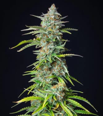 Northern Light Automatic > Royal Queen Seeds | Autoflowering Hanfsamen  |  Indica