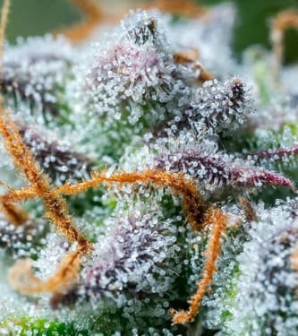 Northern Light Automatic > Royal Queen Seeds | Graines Autofloraison  |  Indica