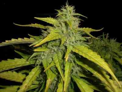 Northern Lights x Big Bud Auto > World of Seeds | Graines Autofloraison  |  Indica