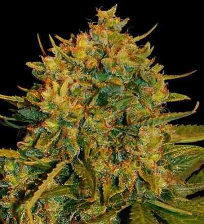 Northern Lights x Big Bud Auto > World of Seeds | Autoflowering Cannabis   |  Indica